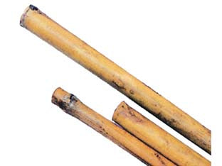 Canna bamboo - mm.10/12 h.150 - Nessuna Descrizione per questo prodotto